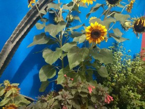 Sunflowers